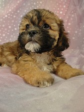 Female Teddy bear puppies for sale Puppy #16 Born September 15, 2011